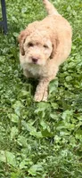 Charlie, a male Aussiedoodle for sale in Asheville, NC – 8 of 10