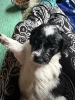 Rizzo, a male Aussiedoodle for sale in Asheville, NC – 4 of 4