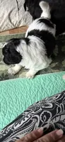 Rizzo, a male Aussiedoodle for sale in Asheville, NC – 3 of 4