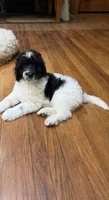 Rizzo, a male Aussiedoodle for sale in Asheville, NC – 9 of 10