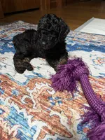 Cirie, a female Aussiedoodle for sale in Asheville, NC – 6 of 10