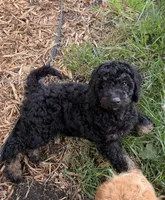 Cirie, a female Aussiedoodle for sale in Asheville, NC – 3 of 10