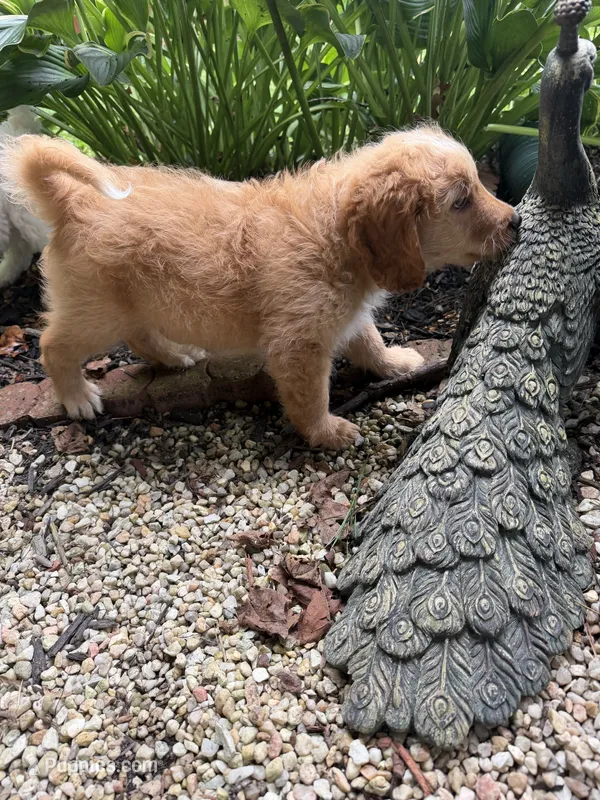 Coach – Aussiedoodle puppy for sale in Asheville, NC