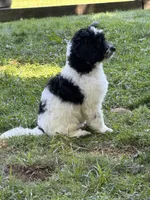 Rizzo, a male Aussiedoodle for sale in Asheville, NC – 2 of 10