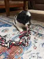 Rizzo, a male Aussiedoodle for sale in Asheville, NC – 1 of 4