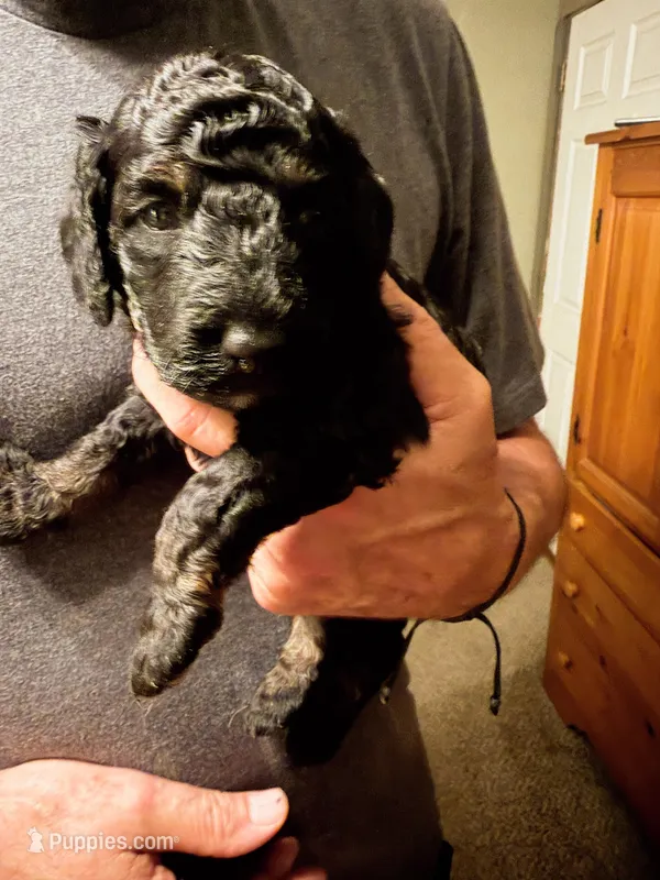 Cirie – Aussiedoodle puppy for sale in Asheville, NC