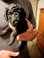 Cirie, a female Aussiedoodle for sale in Asheville, NC – 1 of 4