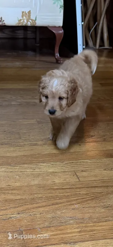 Coach – Aussiedoodle puppy for sale in Asheville, NC
