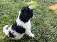 Rizzo, a male Aussiedoodle for sale in Asheville, NC – 4 of 10
