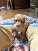 Delliah, a female Aussiedoodle for sale in Asheville, NC – 4 of 6