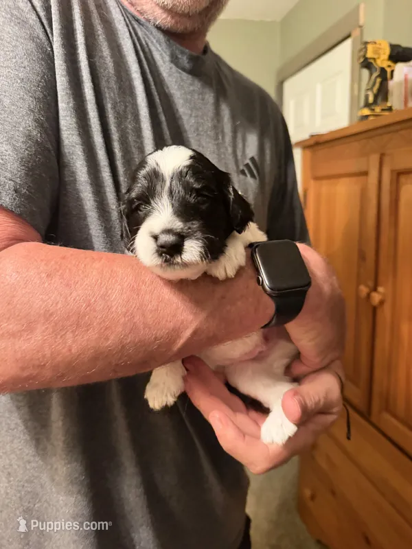Rizzo – Aussiedoodle puppy for sale in Asheville, NC