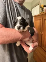 Rizzo, a male Aussiedoodle for sale in Asheville, NC – 1 of 4