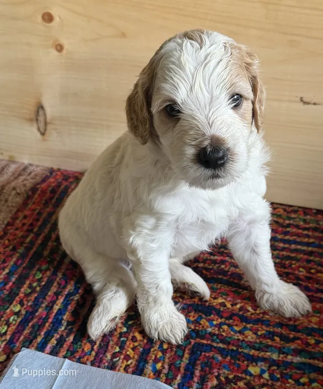 Ozzy – Aussiedoodle puppy for sale in Asheville, NC