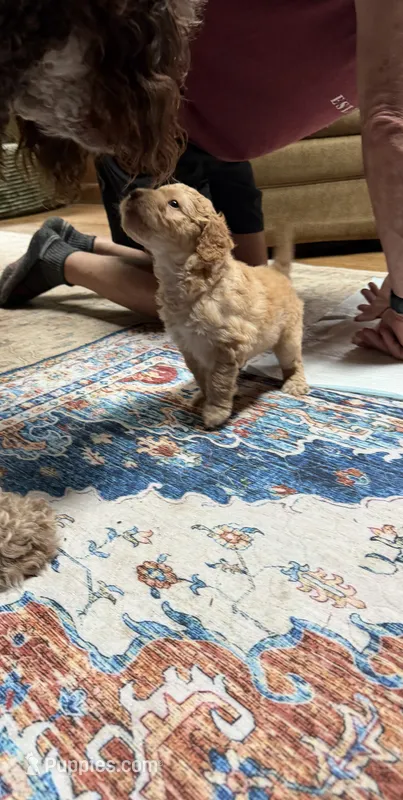 Charlie – Aussiedoodle puppy for sale in Asheville, NC