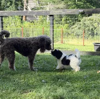 Rizzo, a male Aussiedoodle for sale in Asheville, NC – 6 of 10