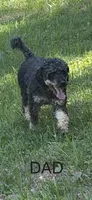 Boston Rob, a male Aussiedoodle for sale in Asheville, NC – 2 of 4