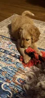 Coach, a male Aussiedoodle for sale in Asheville, NC – 9 of 10