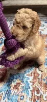 Charlie, a male Aussiedoodle for sale in Asheville, NC – 7 of 10