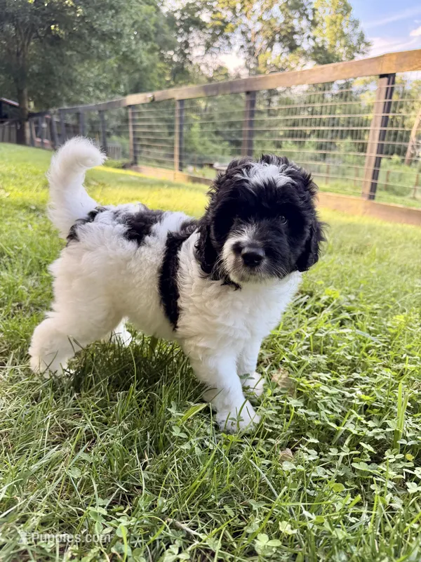 Rizzo – Aussiedoodle puppy for sale in Asheville, NC