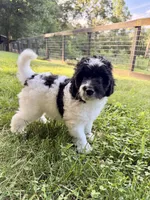 Rizzo, a male Aussiedoodle for sale in Asheville, NC – 1 of 10