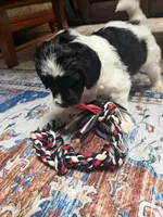 Rizzo, a male Aussiedoodle for sale in Asheville, NC – 2 of 4