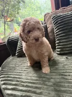 Charlie, a male Aussiedoodle for sale in Asheville, NC – 9 of 10