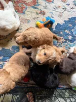Devins, a male Aussiedoodle for sale in Asheville, NC – 8 of 10