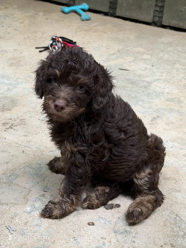 Devins – Aussiedoodle puppy for sale in Asheville, NC