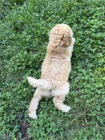 Charlie, a male Aussiedoodle for sale in Asheville, NC – 6 of 10