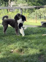 Rizzo, a male Aussiedoodle for sale in Asheville, NC – 7 of 10