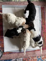 Devins, a male Aussiedoodle for sale in Asheville, NC – 9 of 10