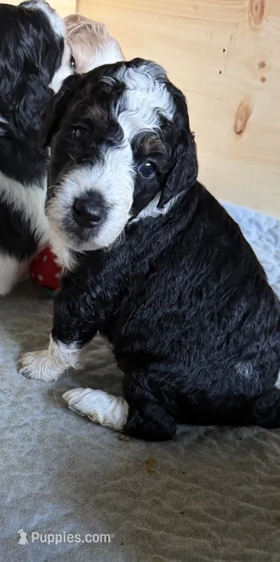 Boston Rob – Aussiedoodle puppy for sale in Asheville, NC