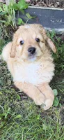 Coach, a male Aussiedoodle for sale in Asheville, NC – 4 of 10