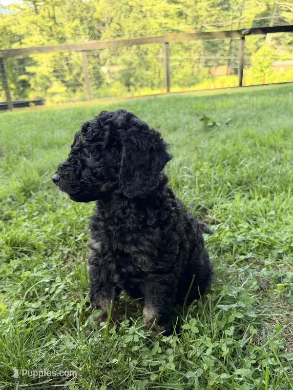 Cirie – Aussiedoodle puppy for sale in Asheville, NC