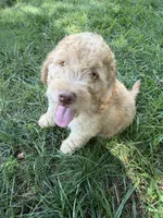 Charlie, a male Aussiedoodle for sale in Asheville, NC – 10 of 10