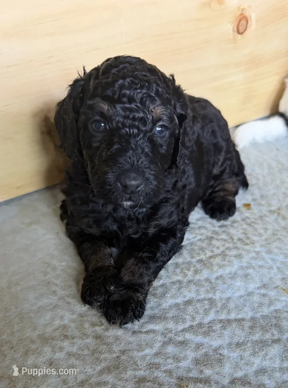 Cirie – Aussiedoodle puppy for sale in Asheville, NC