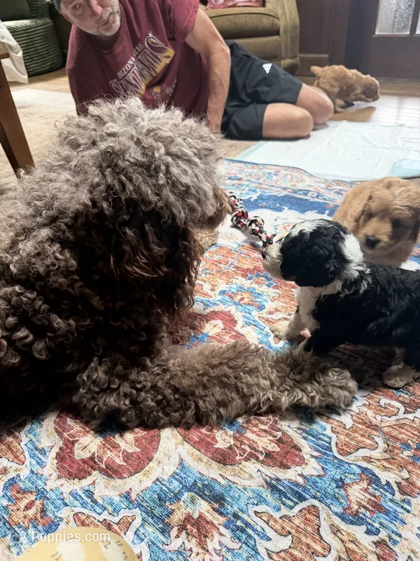 Boston Rob – Aussiedoodle puppy for sale in Asheville, NC