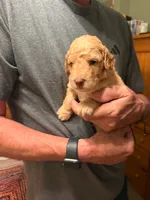 Charlie, a male Aussiedoodle for sale in Asheville, NC – 1 of 4