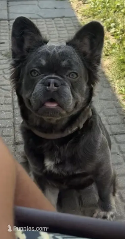 Prada – French Bulldog puppy for sale in Clio, MI
