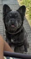 Prada, a female French Bulldog for sale in Clio, MI – 1 of 2