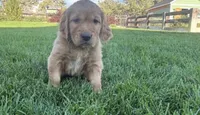 Male golden retriever, a male Golden Retriever for sale in Spring City, UT – 3 of 3