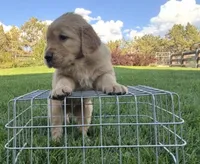 Male golden retriever, a male Golden Retriever for sale in Spring City, UT – 2 of 2