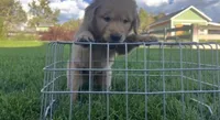 Male golden retriever, a male Golden Retriever for sale in Spring City, UT – 3 of 3