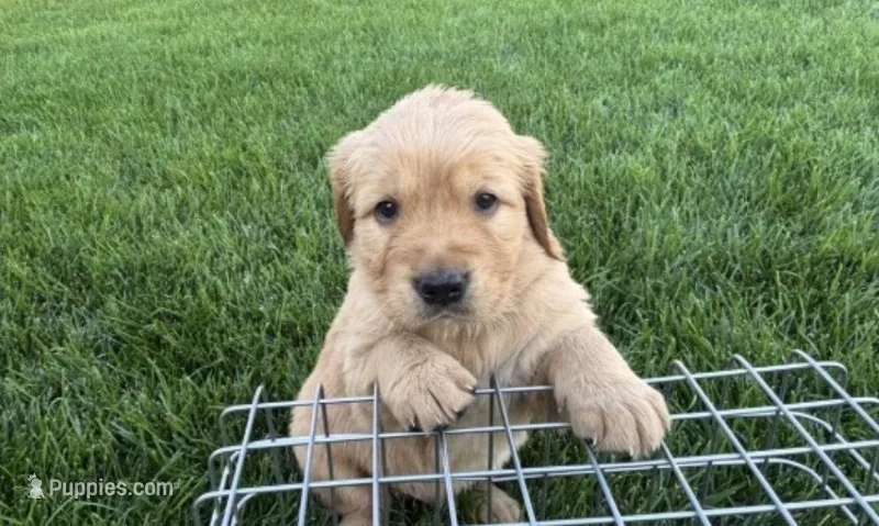 Male Golden Retriever  – Golden Retriever puppy for sale in Spring City, UT