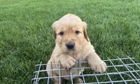 Male Golden Retriever , a male Golden Retriever for sale in Spring City, UT – 1 of 1