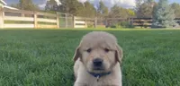 Male golden retriever, a male Golden Retriever for sale in Spring City, UT – 2 of 3