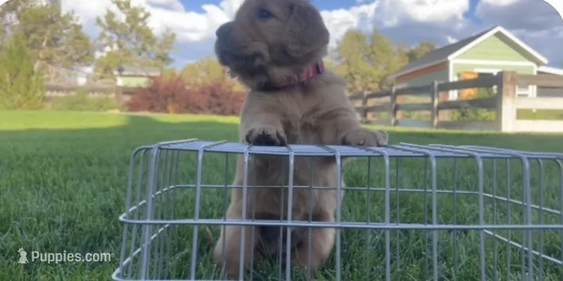 Female golden retriever – Golden Retriever puppy for sale in Spring City, UT