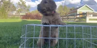 Female golden retriever, a female Golden Retriever for sale in Spring City, UT – 1 of 2