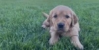 Female golden retriever, a female Golden Retriever for sale in Spring City, UT – 2 of 2