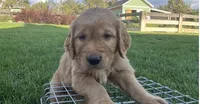 Male golden retriever, a male Golden Retriever for sale in Spring City, UT – 2 of 3